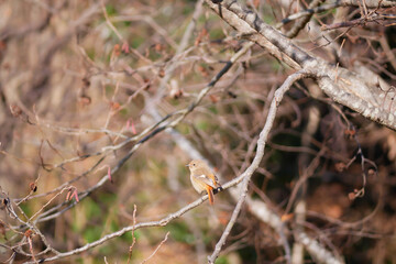 日本、木の枝で休むジョウビタキ