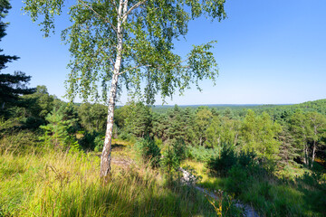 Hurlevent point of View in Fontainebleau forest
