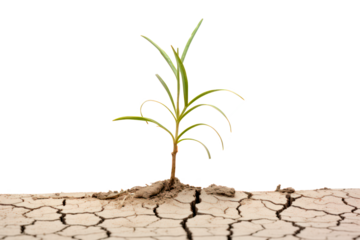 plant growing in drought soil isolated on transparent background, png file