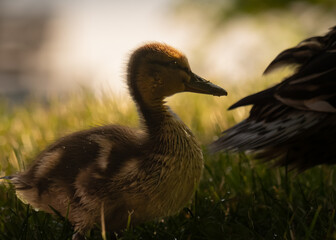 Close up of a duckling beeing backlit