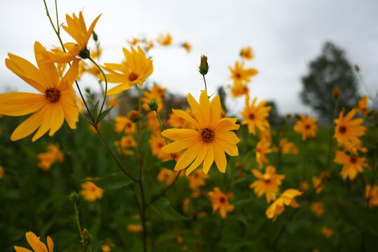 Helianthus tuberosus or topinambur or jerusalim artichoke