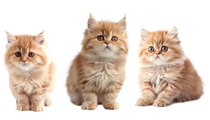 A variety of fluffy kittens in different poses, showcasing their playful and adorable behavior