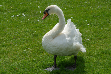 Christchurch Town Quay, Christchurch, UK - July 26th 2024: Mute swan standing on grass.