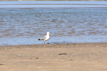 Seagull by the sea on a sunny day.