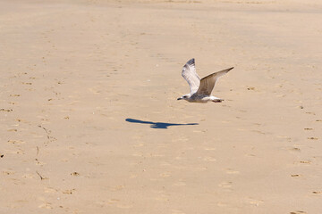 Seagull in flight by the sea on a sunny day.