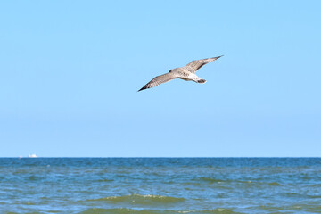 Seagull in flight by the sea on a sunny day.