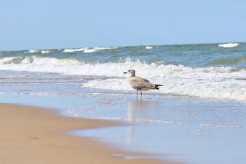 Seagull by the sea on a sunny day.