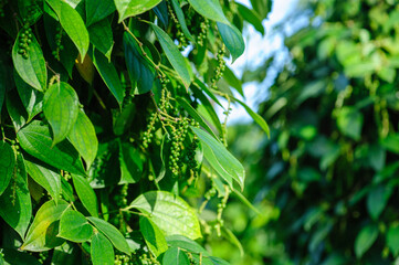 Black pepper fruits grow on tree in garden