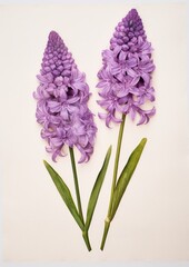 Fototapeta premium Real Pressed a hyacinth flowers lavender purple petal.