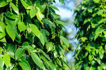 Black pepper fruits grow on tree in garden