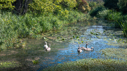 swans on the water on a sunny day 
