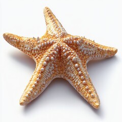 A single starfish clipart, marine life element, realistic texture, sandy beige, isolated on white background 