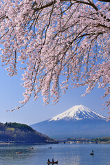 富士山と河口湖畔の桜　山梨県