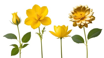 Fototapeta premium Set of flower