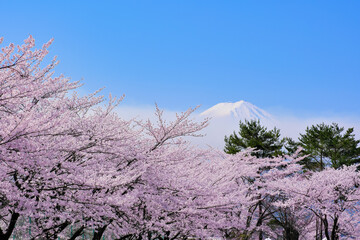 富士山と河口湖畔の桜　山梨県
