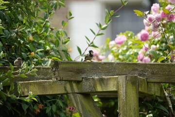 Fototapete bei efototapeten.de bestellen   