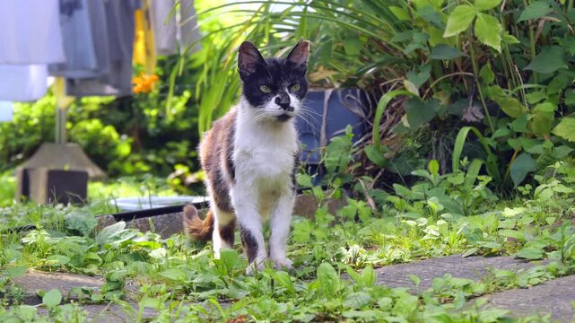 サクラ耳の猫　立ち止まった状態で辺りをうかがう　不妊去勢手術済みの日本の野良猫、地域猫イメージ
