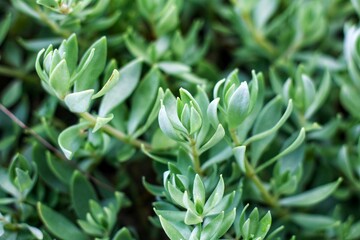 Leaves of a shrubby veronica, Hebe topiaria. beautiful little green leaves background