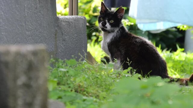 サクラ耳の猫　辺りをうかがう　不妊去勢手術済みの日本の野良猫、地域猫イメージ