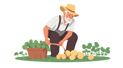 elderly man harvesting potatoes, vector illustration in a flat cartoon design, white background. activity lifestyle concept. Growing fresh vegetables at home. Homegrown food. Senior man gardening.