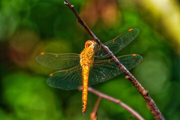 Dragonfly on twig against green background. Scarlet skimmer
