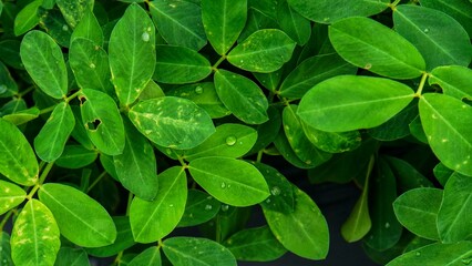 beautiful green leaves backgrounds and wallpapers