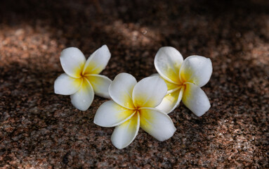 Tropical flower white and yellow plumeria
