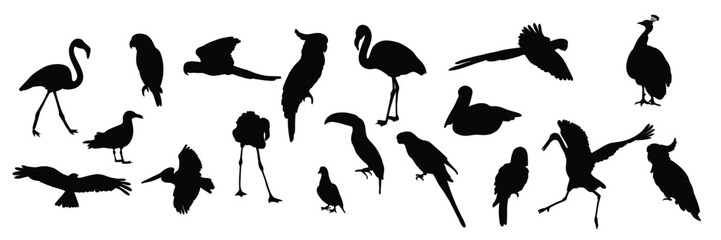 Silhouettes of birds. Collection tropical and marine diverse feathered species. Vector illustration. Hand drawings isolated on white background
