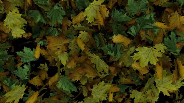  Dynamic full screen animated autumn leaves transition Diagonal wipe