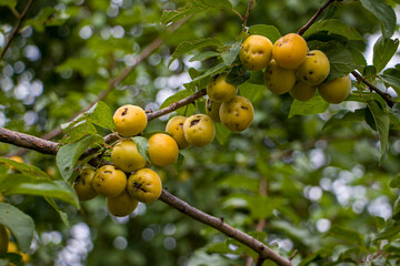 Cherry plums damaged by hail. Ripening of fruits damaged by hail. Hail damaged fruits and leaves on cherry plum.