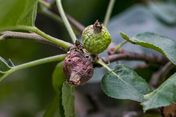 Apple fruits affected by fire blight. Apple fruits turn yellow and fall off. Fruit tree diseases.