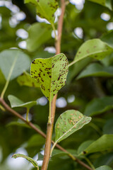 Black spot of pear. Fungal disease of pear trees caused by Venturia pyrina. Pear leaf spot. Pear blister mite.