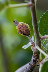 Apple fruits affected by fire blight. Apple fruits turn yellow and fall off. Fruit tree diseases.