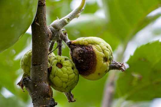 Apple fruits affected by fire blight. Apple fruits turn yellow and fall off. Fruit tree diseases.