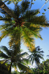 Coconut trees under blue sky