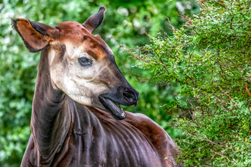 Close-up portrait of an Okapi forest giraffe