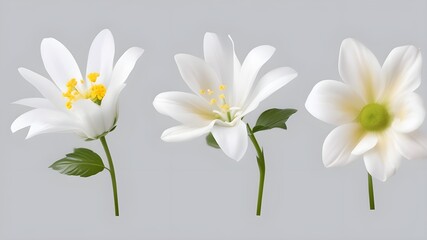 Fototapeta premium Set of flower