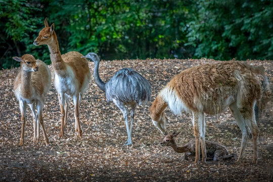 three Vikunjas and a Nandu standing in a field with a newborn Vikunja baby