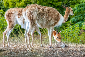 a newborn baby cria vicunja laying on the groundp