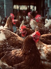 many chickens in organic farm