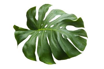 Green Leaf Monstera On White Background, Real Tropical Jungle Foliage Plants.