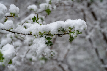 Green leaves are covered with snow in a forest in the spring season
