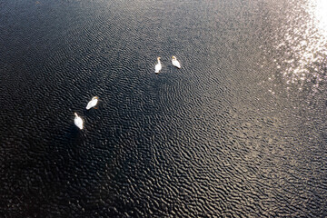 Aerial view of white swan family on a lake during a beautiful winter day