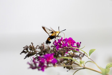 hummingbird moth
