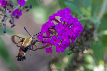 hummingbird moth