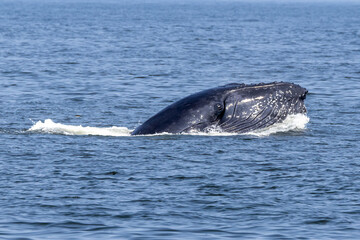 Fototapeta premium humpback whale breech 