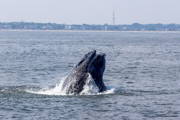 humpback whale breech 