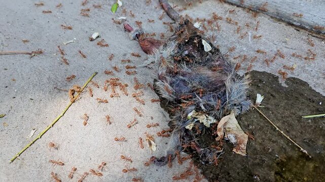 Weaver ants, or Oecophylla smaragdina, eating the carcass of a dead rat on a concrete road