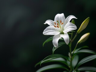 Fototapeta premium A single white lily with orange pollen blooms against a dark green background.