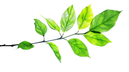 Fototapeta premium green leaf isolated on white background ,Branch of avocado tree isolated on white background ,Watercolor Matcha Green tea elements leaves objects isolated on white background